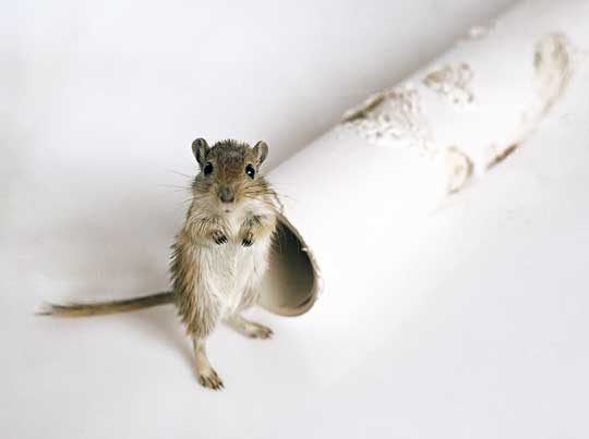 wallpaper by rats designed by frontdesign