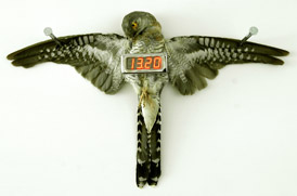 Cuckoo clock by Michael Sans