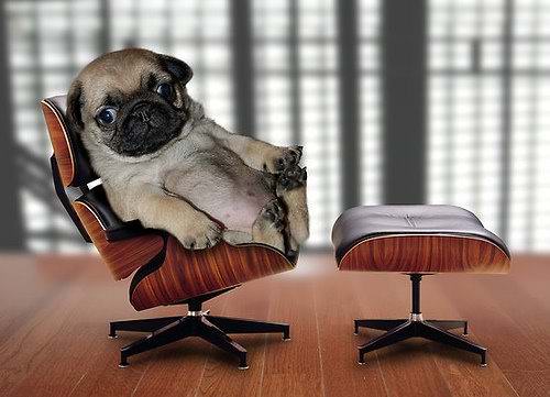 Pug On Mini Eames Chair